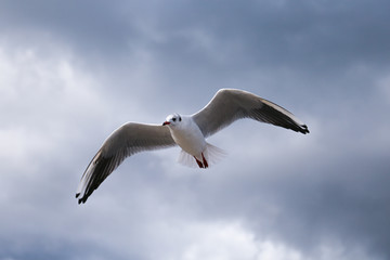 Close up of a gull flying on the sky