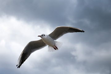 Close up of a gull flying on the sky