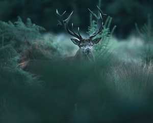 Red deer stag between ferns and fir trees.