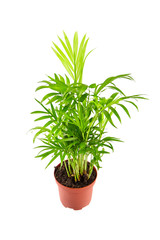 Houseplant in flowerpot isolated on white background. Indoor plant with green leaves. Chamaedorea, Parlor palm