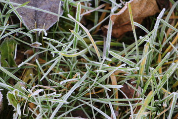 Hoarfrost on the grass. Frost Dew in the winter. Early morning. Winter. Cold. Snow. Frozen