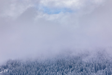 Coniferous forest in the mountains covered with snow and covered with clouds.