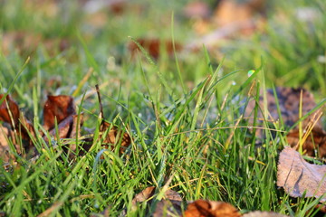Hoarfrost on the grass. Frost Dew in the winter. Early morning. Winter. Cold. Snow. Frozen