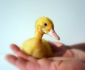 Baby goose in the arms of a man. A man holds in his hands a little gosling.