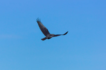 Obraz premium A falcon flies in a blue sky.