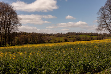 field of oilseed rape in Ireland