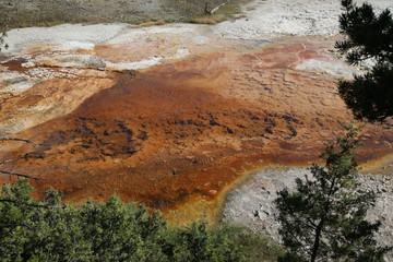 Mammoth Spring, Yellowstone National Park