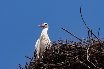 ein Storch in seinem Nest