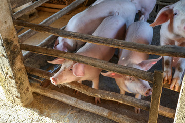 Young piglets in a barn on a peasant farmstead