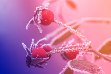 Frozen tree branch in the park with red flowers in the snow background.