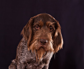 Dog  breed German Wirehaired pointer sad portrait isolated on a black