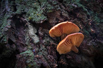 Flammulina velutipes edible orange mushroom growing on a tree