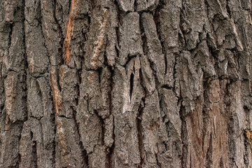 Obraz premium texture of the trees in the forest