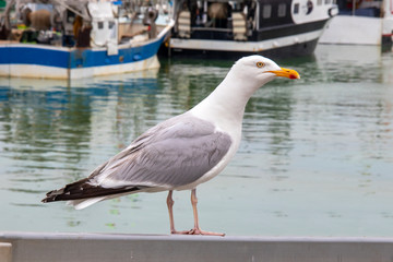 Goéland cendré sur le quai en front de mer	