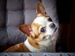 portrait of long-haired Chihuahua hua
