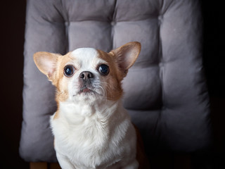 portrait of long-haired Chihuahua hua