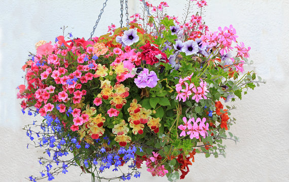 colorful flower basket with petunias, lobelia, geranium and bidens