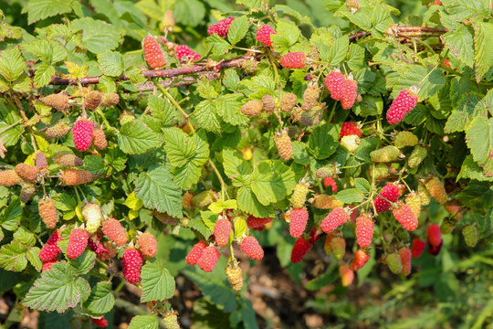 raspberry bush in the garden. branch with ripe and unripe berries