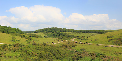 Fototapeta na wymiar landscape south england, green hills and cattle herd