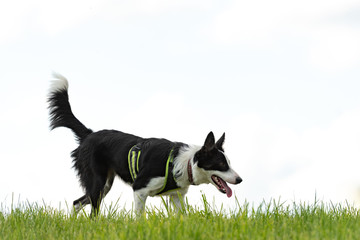Cute beautiful Border Collie on a green meadow outside in the nature in front of white sky background