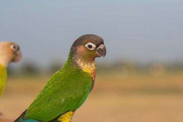 Closeup macaw a beautiful parrot