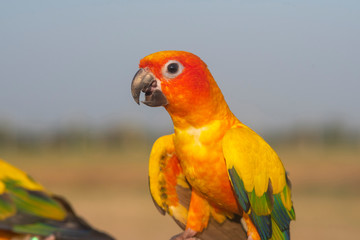 Closeup macaw a beautiful parrot