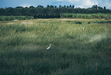 bird in a tall grass