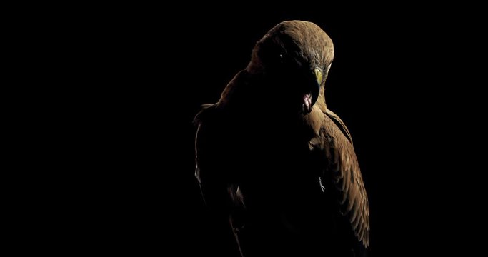 Creepy wild bird with open beak and its tongue out is looking around, 4k