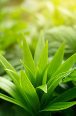 Spring floral background. Macro object, close-up. Sunny spring light. Green grass, reflection of the sun.