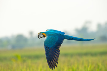 Blue and gold macaw flying