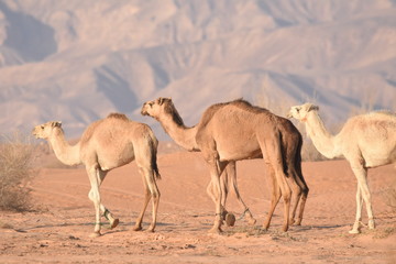 ..Camels in the Jordanian desert, looking for food. Herd grazing and breeding.