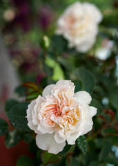 "White Meidiland" rose close up. Blurred background.
