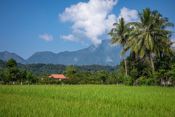 Tropical village Vang Vieng, Laos. Green palms.