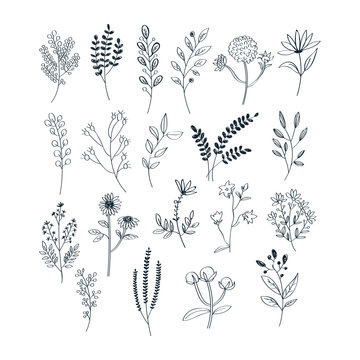 Hand draw with herbs and flowers collection free vector