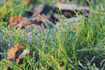 Hoarfrost on the grass. Frost Dew in the winter. Early morning. Winter. Cold. Snow. Frozen