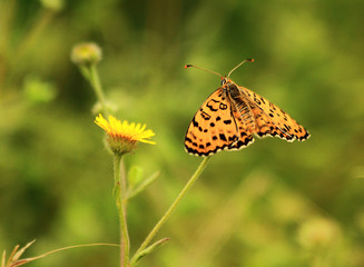 butterfly on flower