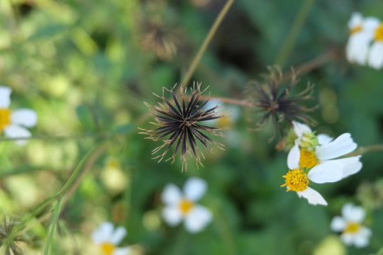 Close-up dry seeds, pollen of Spanish needle, black-jack with green blur background. Flowers on the side of the road.