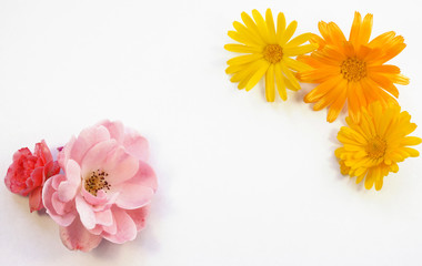 Pink rose and calendula flowers on a white background, top view, flat lay. Flower frame with place for text. Background for Mother's Day, St. Valentine's Day, March 8.