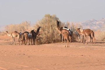 Fototapeta na wymiar ..Camels in the Jordanian desert, looking for food. Herd grazing and breeding.
