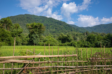 Tropical village Vang Vieng, Laos. Green palms.