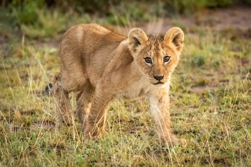 Fototapeta na wymiar Lion cub walks on savannah through grass