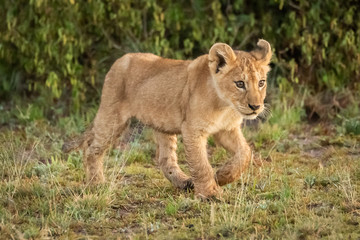 Fototapeta na wymiar Lion cub walks on savannah in grass