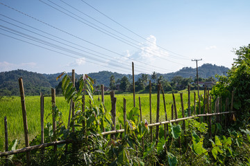 Tropical village Vang Vieng, Laos. Green palms.