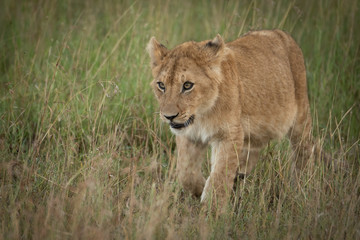 Obraz na płótnie Canvas Lion cub walks towards camera in grass