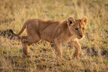 Lion cub walks through grass turning head