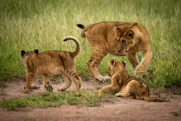 Fototapeta na wymiar Lion cub watches siblings circle each other