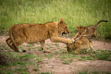 Obraz na płótnie Canvas Lion cub watches two others play fighting