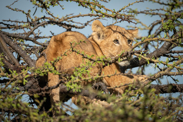 Lion cub with catchlight lies in thornbush