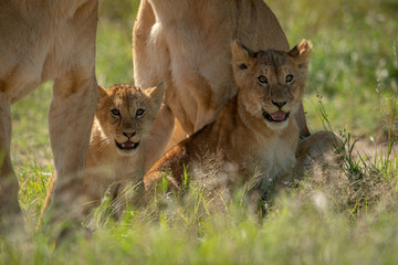 Fototapeta na wymiar Lion cubs sit in grass by mothers