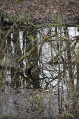 Forest swamp during springtime natural reserve	